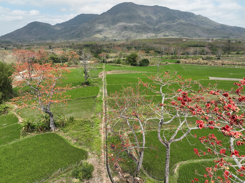 昌江“木棉-稻田农林复合系统”。任明迅供图