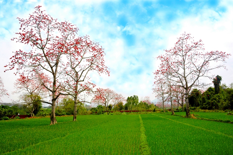 昌江“木棉-稻田农林复合系统”。任明迅供图