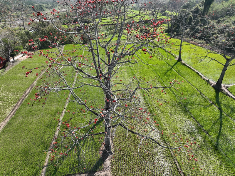 昌江“木棉-稻田农林复合系统”。任明迅供图
