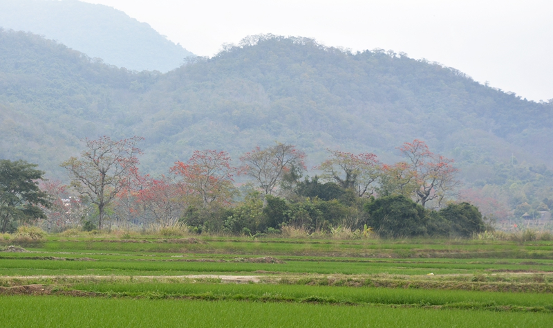 昌江“木棉-稻田农林复合系统”。任明迅供图