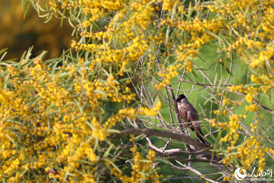 白喉红臀鹎在相思树花枝上休憩。人民网记者 陈博摄