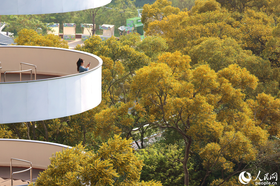 游客用手机拍摄金灿灿的相思树“花浪”。人民网记者 陈博摄