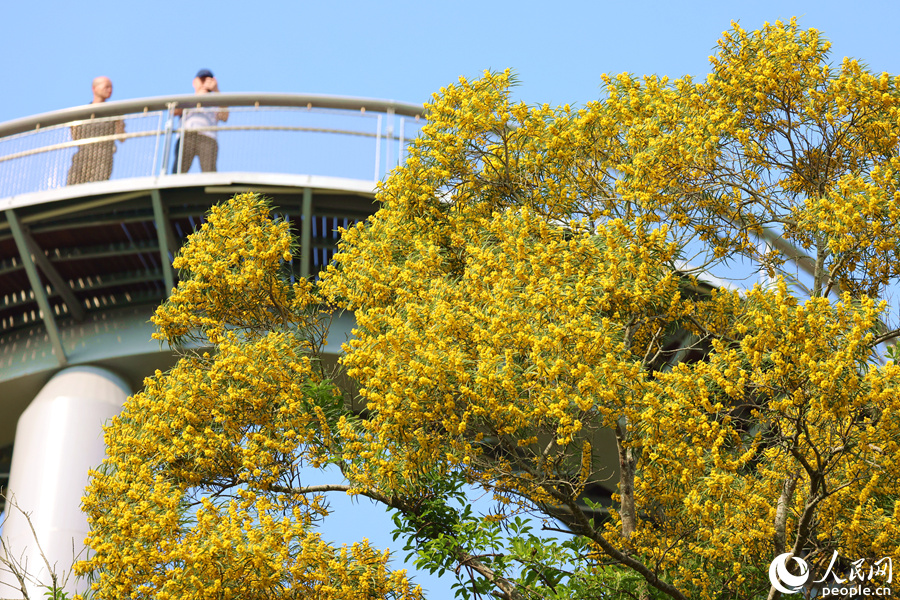 相思花宛如金色瀑布倾泻而下。人民网记者 陈博摄