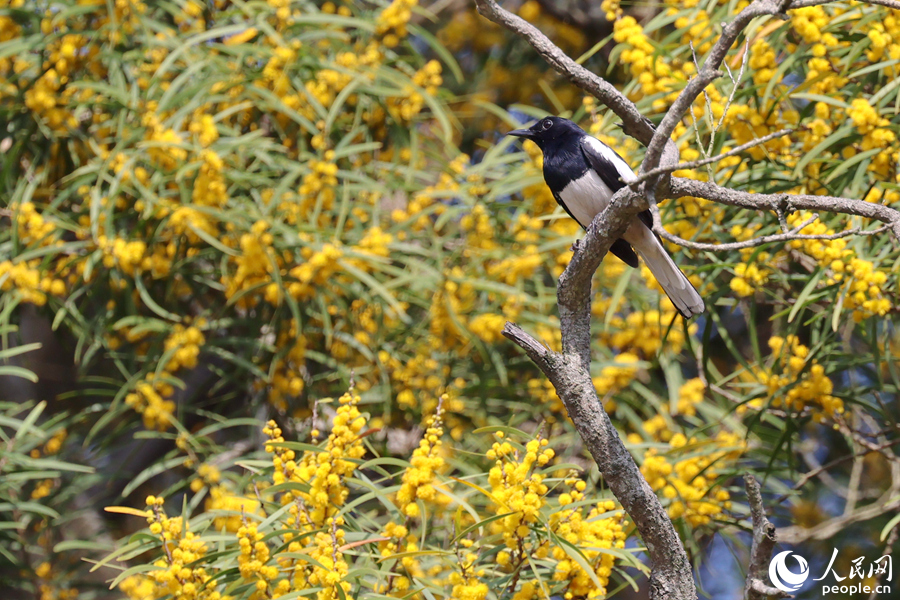鹊鸲在相思树枝头流连。人民网记者 陈博摄