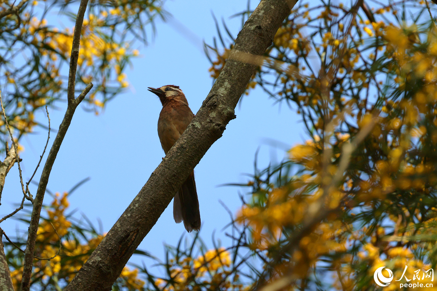 白颊噪鹛在相思树上啼鸣。人民网记者 陈博摄