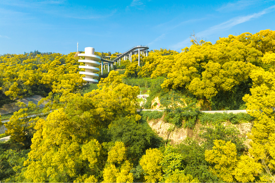 盛开的相思花为四季常青的山谷披上一层“黄金甲”。许秋珩摄