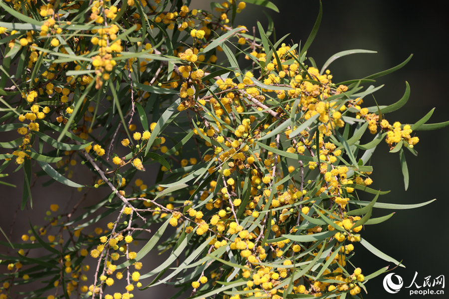 相思树小圆球状的花朵缀满枝头。人民网记者 陈博摄