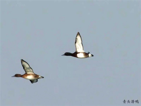 1717374191477652.jpg 2024-06-02-23_25_48+F-JJISUUUU74f3f7a57436f5bd84c10a83bf9f48ec95e38e00ff0be4469c3000f9b2e74bbc98f4cc816288d5d91eaf830b24088adb9718b9dce87434f0a051efec5d0d0cc5bc49efc060fe31ee5a6fd0a2e8fa30e138fee0543d0c5e867a.jpg