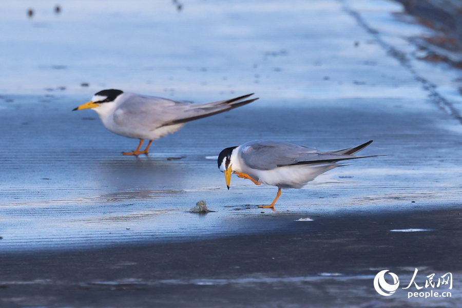 在堤岸上梳理羽毛的白额燕鸥。人民网记者 陈博摄